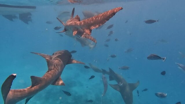 Tawny Nurse Sharks Swarming Around Boat For Food, Underwater Closeup