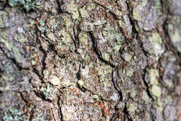 Fototapeta premium abstract texture, abstract tree growth, old tree trunk, nature prints on wood, suitable for background