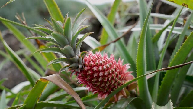 Young fresh pineapple growing from spiny parent plant, static