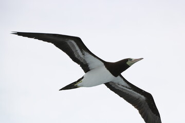 カツオドリ　パナマ　クリストバル
