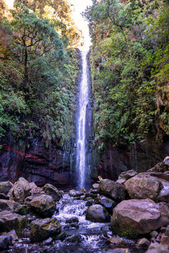 The photo shows a waterfall in the middle of a forest in Madeira. Water cascades down from a great height along a rocky cliff. In the background, dense forest with tall trees and lush vegetation is 