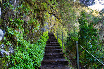 Obraz premium The photo depicts a stone pathway amidst lush vegetation in Madeira, likely part of the levada irrigation system. It's an idyllic spot where nature is untouched and full of tranquility.