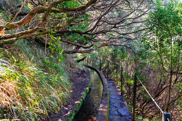 The photo depicts a stone pathway amidst lush vegetation in Madeira, likely part of the levada irrigation system. It's an idyllic spot where nature is untouched and full of tranquility.