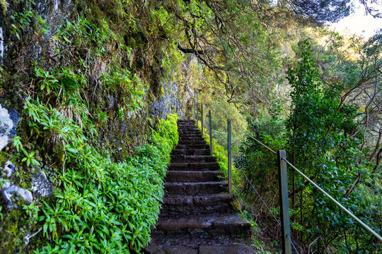 The photo depicts a stone pathway amidst lush vegetation in Madeira, likely part of the levada irrigation system. It's an idyllic spot where nature is untouched and full of tranquility.