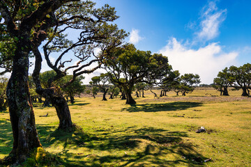 Fototapeta premium The photo captures the picturesque landscape of Fanal in Madeira, with its iconic ancient laurel trees characterized by twisted branches and lush crowns, illustrating the artistry of nature.