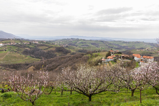 Panoramic view of the Collio hills, Cormons, between Gorizia and Nova Gorica. European Capital of Culture 2025. Typical local products vineyards and wines. Gonjače Tower places to visit and tradition