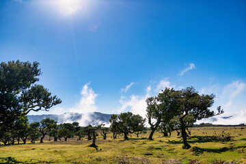 The photo captures the picturesque landscape of Fanal in Madeira, with its iconic ancient laurel...