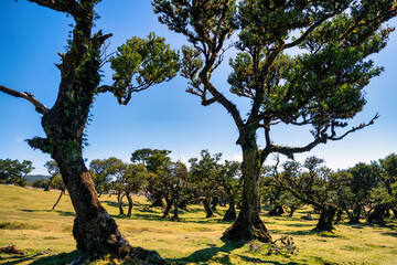 The photo captures the picturesque landscape of Fanal in Madeira, with its iconic ancient laurel trees characterized by twisted branches and lush crowns, illustrating the artistry of nature.