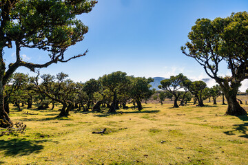 Fototapeta premium The photo captures the picturesque landscape of Fanal in Madeira, with its iconic ancient laurel trees characterized by twisted branches and lush crowns, illustrating the artistry of nature.