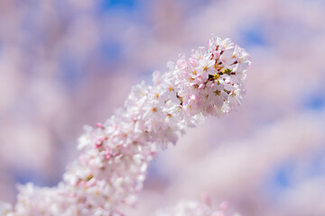 Spring Blossom tree branch with white flowers. Spring flowers. White flowers the fruit tree. The sakura. Cherry blossom trees in bloom. Close up photo of white spring flowers on blue sky background.