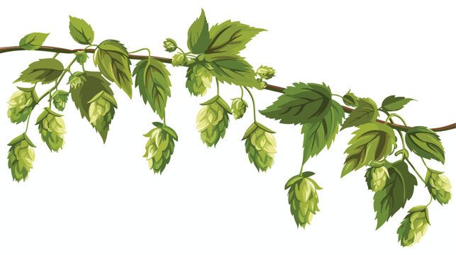 Hop. A branch with dense arc leaves and large cones.