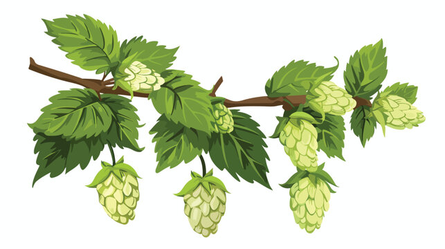 Hop. A branch with dense arc leaves and large cones.