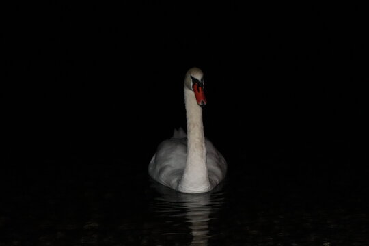 Cigno nel lago notturno 