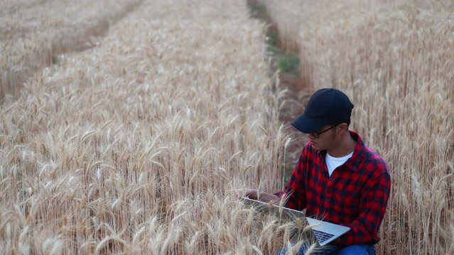 Farmer man using laptop at barley field, Concept of farmer doing control of quality with barley field.