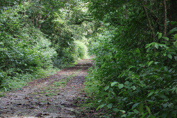 Obraz premium カツオドリ パナマ クリストバル