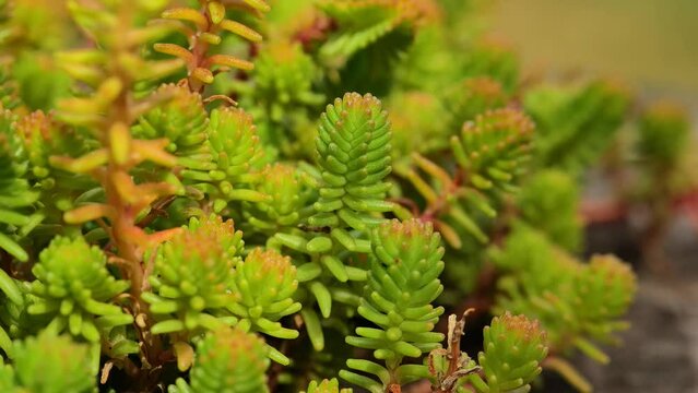 Sedum album Coral Carpet.groundcover flower. Red moss stonecrop. 4k footage