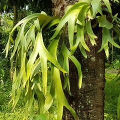 Beautiful Elkhorn fern or common staghorn fern ( Platycerium bifurcatum ) or " Paku tanduk rusa in Indonesian. selective focus.
