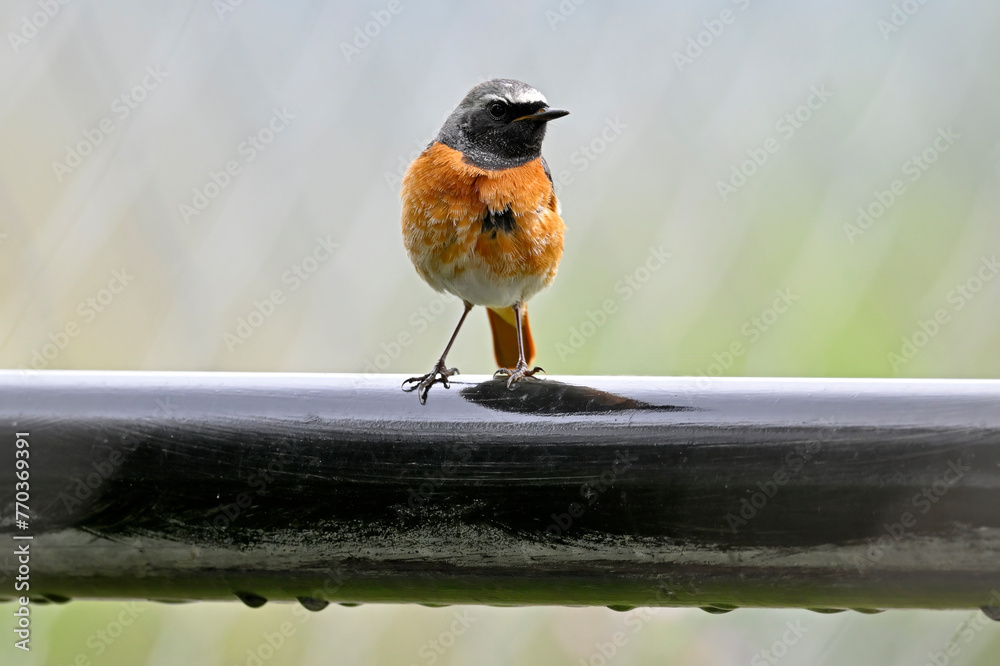 Poster Gartenrotschwanz // Common redstart (Phoenicurus phoenicurus)