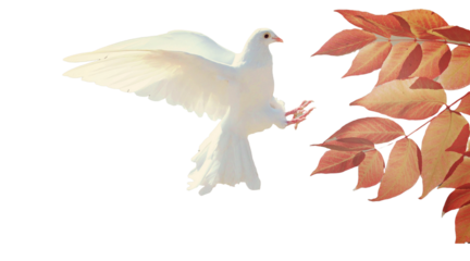 Nature, Dove Bird image no background 