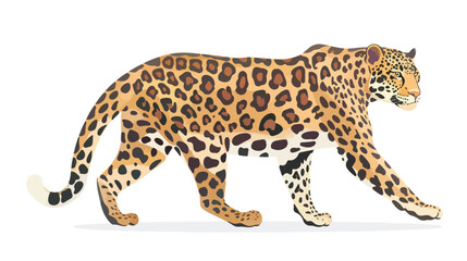 Leopard vector on white background. Jaguarpumawild cat