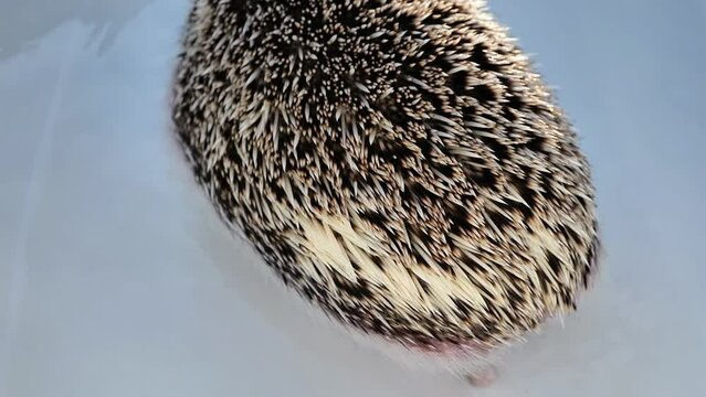 African pygmy hedgehog into a bath of warm water. Hedgehog bathes in a blue bath. process of washing a hedgehog. Hedgehog moves in warm water in the bath. High quality 4k footage