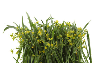 First spring forest flowers Yellow star-of-Bethlehem isolated on white background. Small, yellow wild flowers Gagea lutea on white.