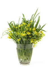 First spring forest flowers Yellow star-of-Bethlehem in vase isolated on white background. Small,...