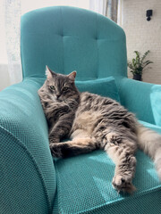 tabby cat resting on couch or armchair at home