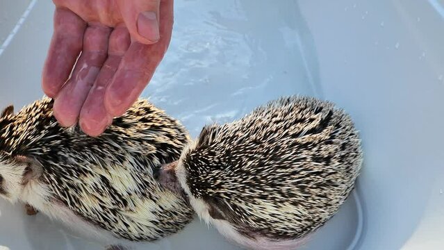 Hedgehog bathing.Hand pours water on a hedgehog close-up.Hands lower an African pygmy hedgehog into a bath of warm water.Hedgehog bathes in a blue bath