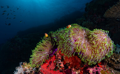 2 clownfish sea anemone nestled in coral reef underwater in sunlit ocean