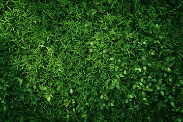Fototapeten Green grass texture background, Green grass background, Green grass background © CHROMATIC