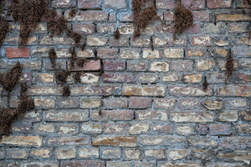 Ancient wall background with old concrete bricks and moss