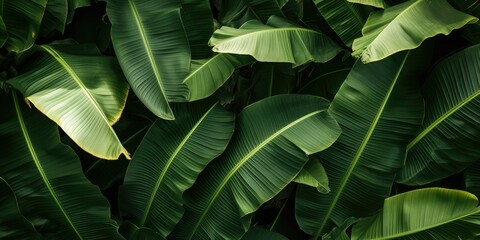 tropical banana leaf texture in a garden, large palm foliage nature dark green