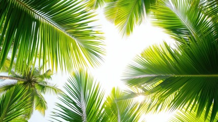tropical palm leaf background, coconut palm trees perspective view - obrazy, fototapety, plakaty
