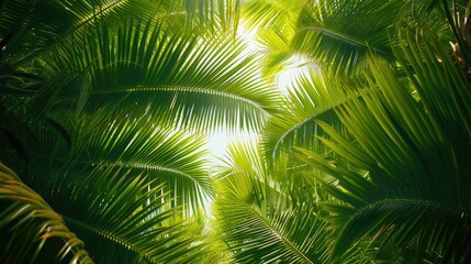 tropical palm leaf background, coconut palm trees perspective view