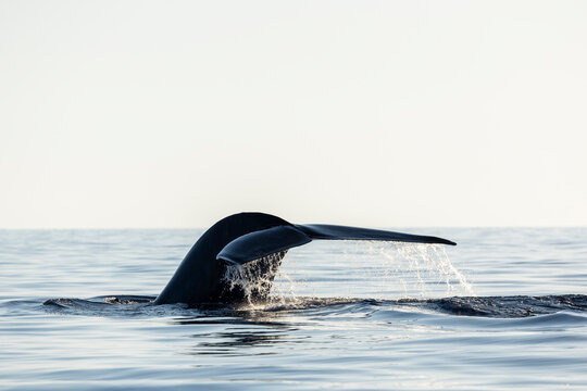 Fin whale fluke preparing to dive
