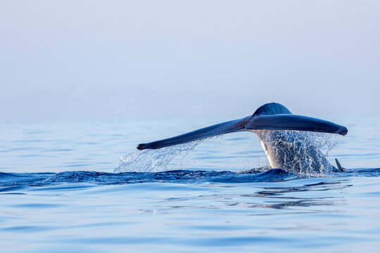 Fin whale fluke preparing to dive
