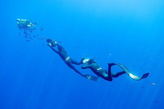 Two underwater photographers follow a sea turtle underwater