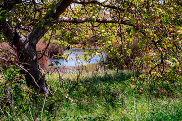 meadow marshland 