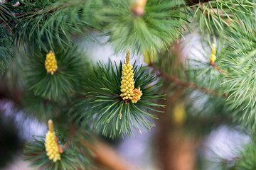 Pine tree branches with new sprouts. Pine flowering. Close-up