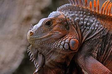 Green Iguana, iguana iguana, Adult Male standing on Branch