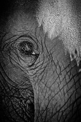 African Elephant - Close-up Portrait