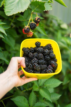 Cropped image of woman harvesting blackberries from plants at fa