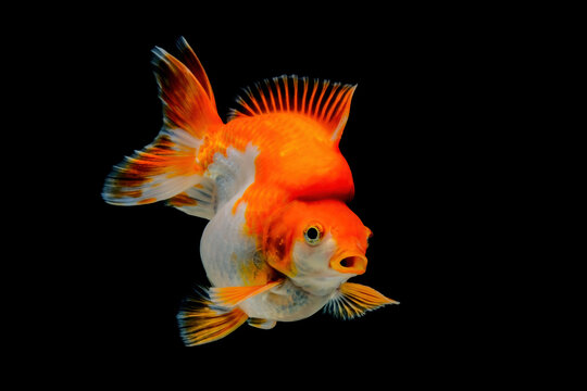 Red & White Ryukin Goldfish (Carassius auratus)