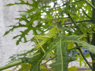 Camouflaged grasshopper sitting on surface papaya leaf, green and yellow.


