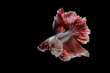 Red betta fish on black background