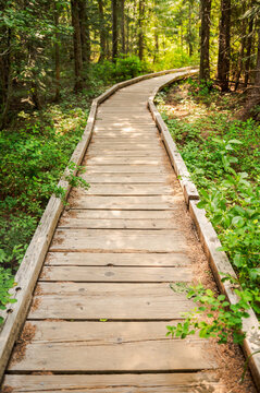 Curving wooden walkway in a forest