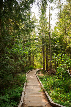 Wooden boardwalk in lush green forest