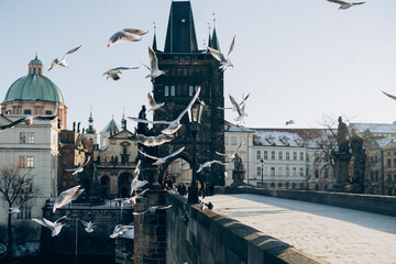 White gull birds fly close in a flock over in Prague