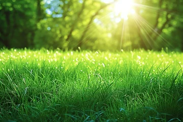 Foto op Canvas Green grass in the forest on a sunny day with lens flare effect © Nam